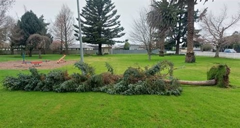 A fallen tree at Jubilee Park