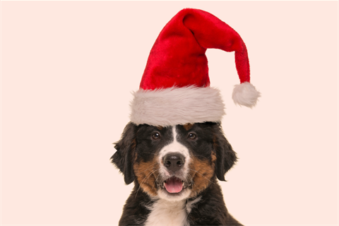 Dog in santa hat.png