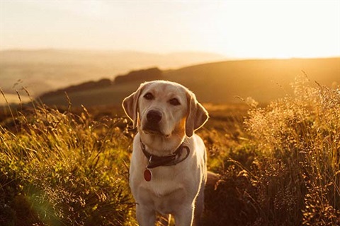 Photo of Labrador Retriever with a Sunset.