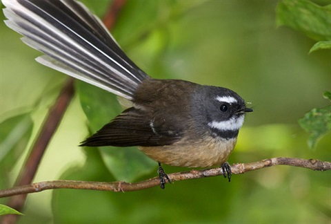 fantail-sattwood-592.jpg